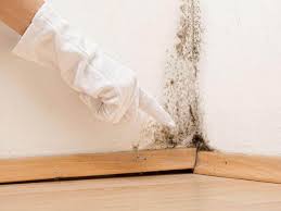 Why You Should Choose Our Mold Remediation Services in New Rockford, ND